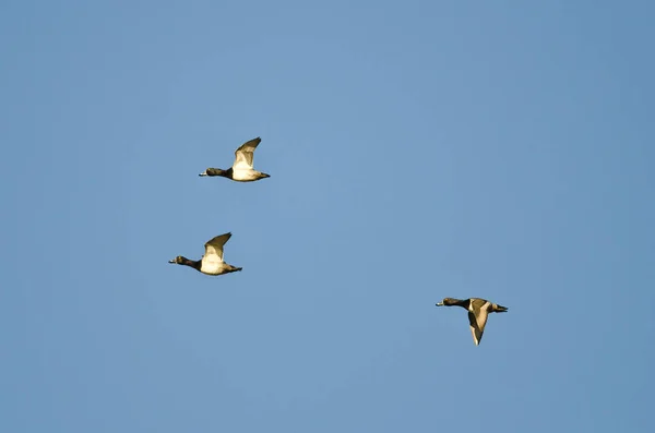 Drei ringförmige Enten fliegen in einem blauen Himmel — Stockfoto