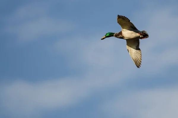 Mallard Duck Volando en un cielo azul — Foto de Stock