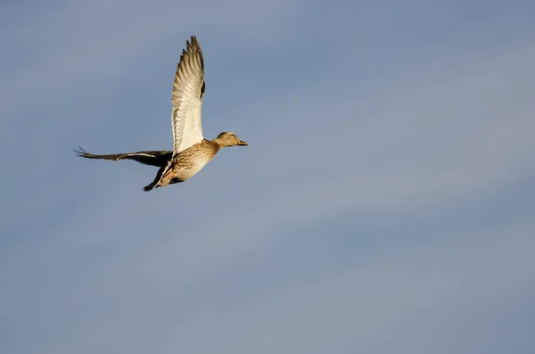 Mallard Duck Volando en un cielo azul — Foto de Stock