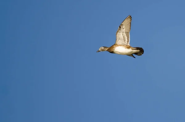 Anatra di legno femminile che vola in un cielo blu — Foto Stock