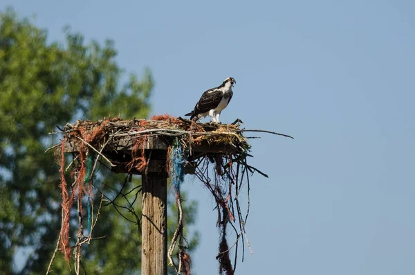 Young Osprey Calling Out While Perched on its Nest — Stock Photo, Image