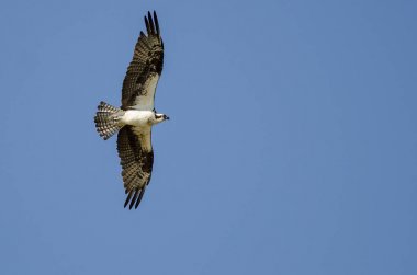Yalnız Osprey mavi gökyüzünde uçan 
