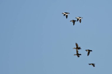 Mavi gökyüzünde uçan Bufflehead ördek sürüsü 