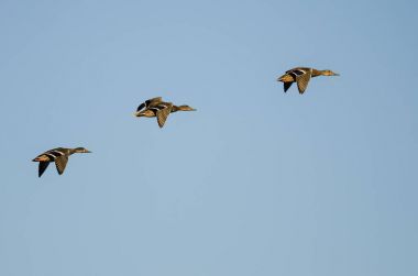 Üç Mallard Ördeği Mavi Gökte Uçuyor 