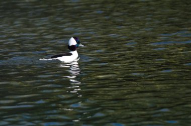 Erkek Bufflehead üzerinde durgun su birikintisi dinlenme 