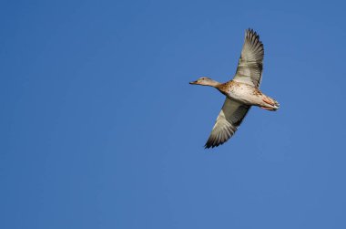 anatra selvatica femminile volando in un cielo blu 