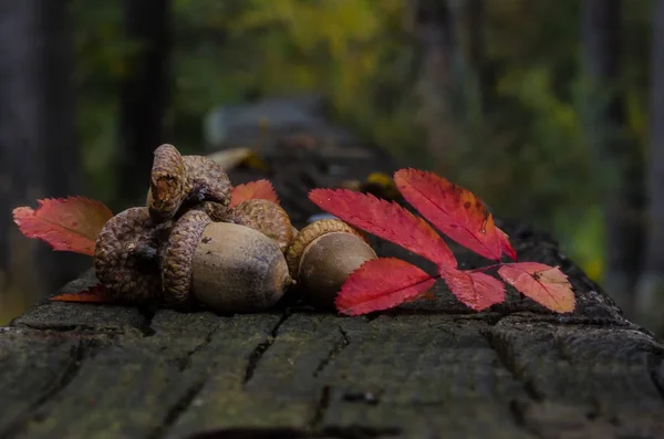 Eikels van de herfst rust op leeftijd en verweerd hout — Stockfoto