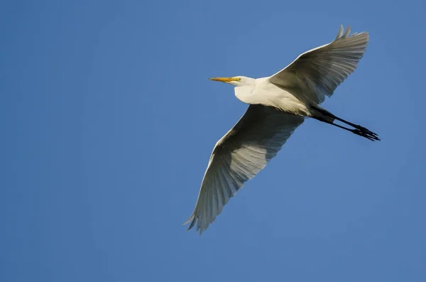 Grande Egret voando no céu azul — Fotografia de Stock