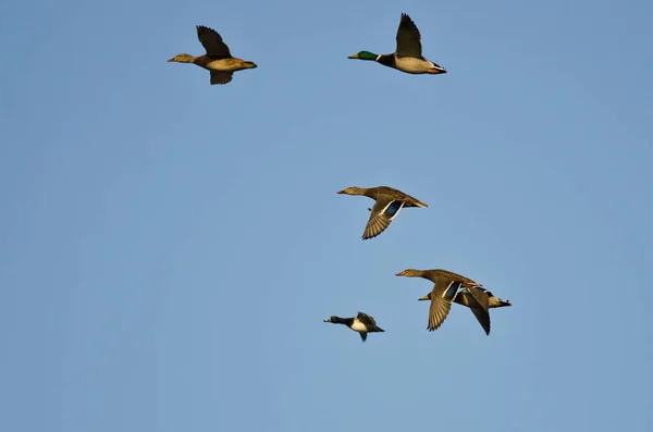 Bandada de patos volando en un cielo azul — Foto de Stock
