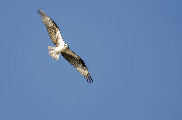Osprey solitario che vola in un cielo blu — Foto Stock