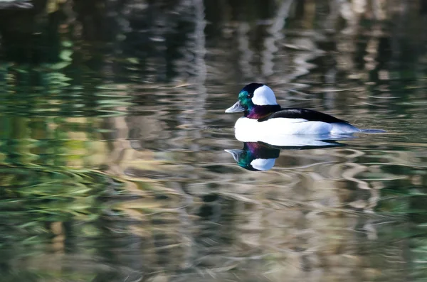 Bufflehead ördek hala gölet sularda yüzme — Stok fotoğraf