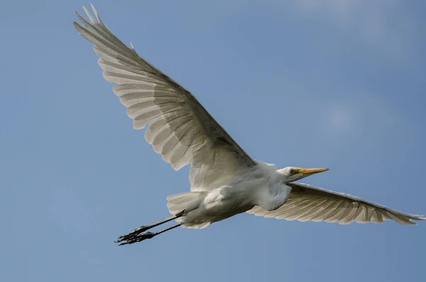 Branco Grande Egret Voando em um céu azul — Fotografia de Stock