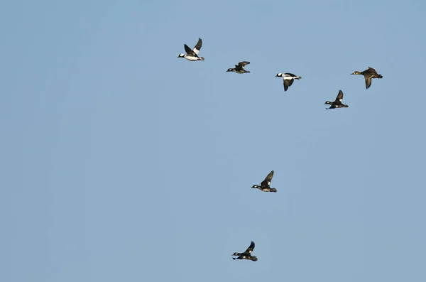 Fehérfejű kerceréce kacsa repül a kék égen nyáj — Stock Fotó