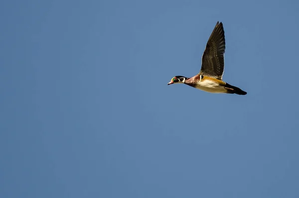 Male Wood Duck Flying in a Blue Sky — Stock Photo, Image