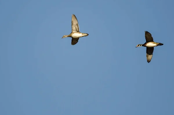 Par de patos de madeira voando em um céu azul — Fotografia de Stock