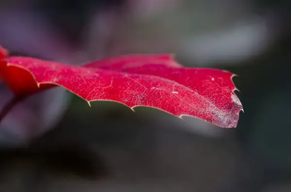 Fechar Olhe para Thorny Lip of Red Autumn Leaf — Fotografia de Stock