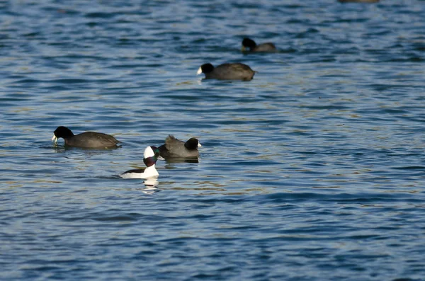 Bufflehead 진흙 암 탉 사이 호수에서 수영 — 스톡 사진