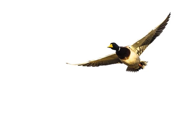 Mallard Duck Flying on a Light Background — Stock Photo, Image