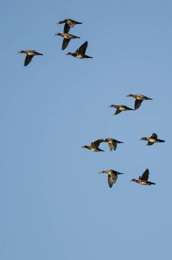 Mavi Gökte Uçan Orman Ördekleri Sürüsü 