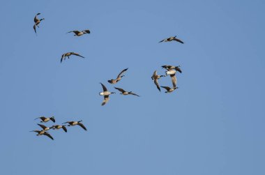 Mavi bir uçan Kanada kaz sürüsü gökyüzü ve toprak hazırlama 