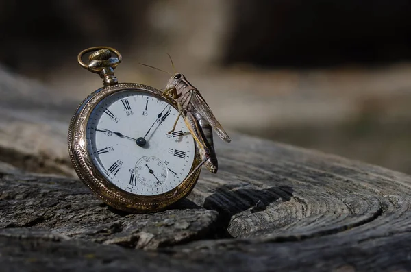 El reloj de bolsillo y el saltamontes —  Fotos de Stock