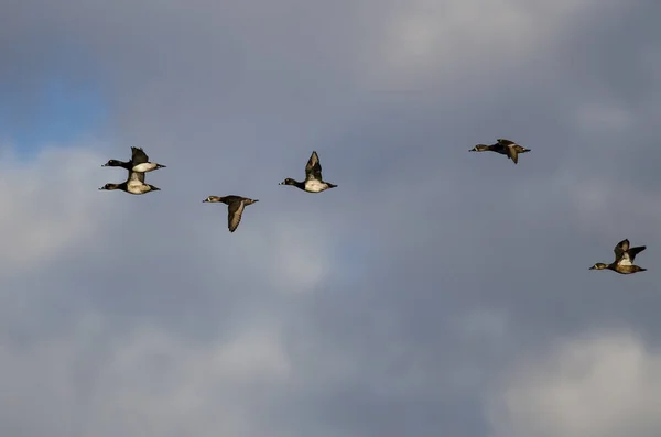 Flock of Ring-Necked Ducks Flying in a Cloudy Sky — Stock Photo, Image