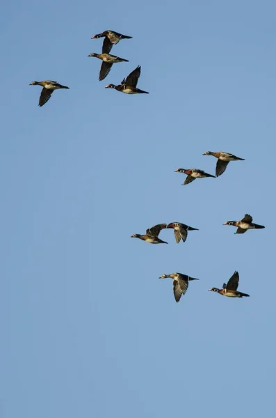 Flock of Wood Ducks Latające w błękitnym niebie — Zdjęcie stockowe