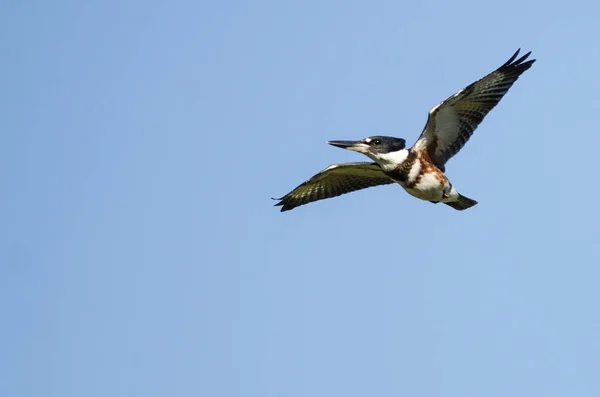 Belted kingfisher flyger i en blå himmel — Stockfoto