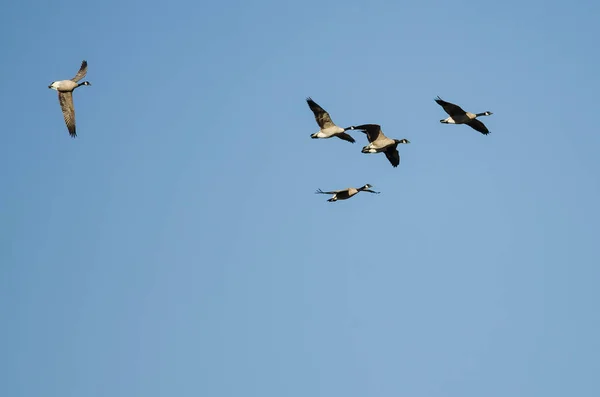 Flock of Canada Geese Flying in a Blue Sky — Stock Photo, Image