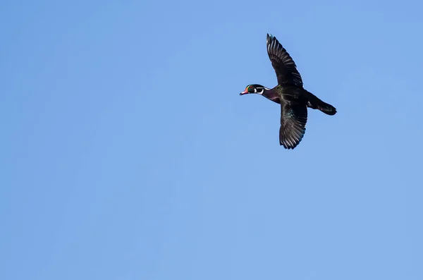 Manliga trä anka flyger i en blå himmel — Stockfoto