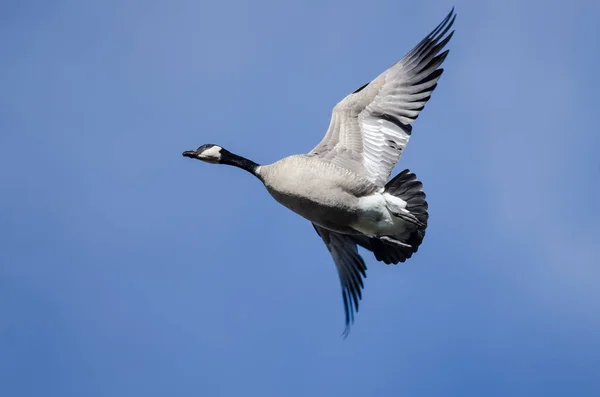 Ensam Kanada Gås Flyger Blå Himmel — Stockfoto