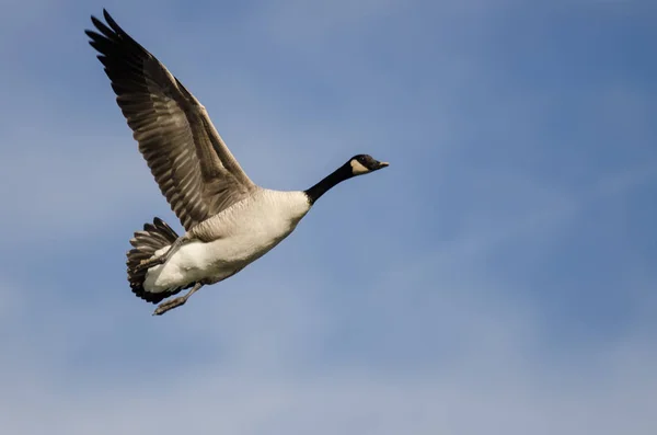 Lone Canada Goose Volant Dans Ciel Bleu — Photo