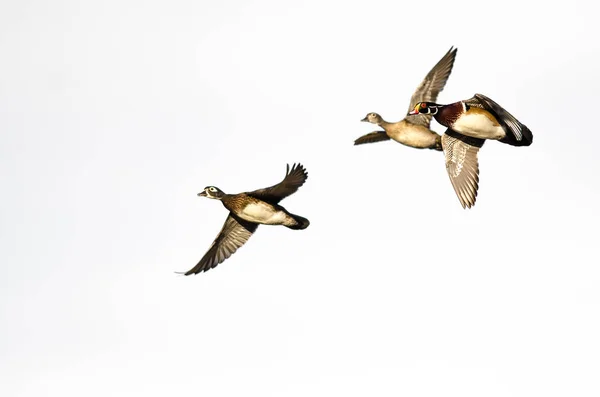 Tres Patos Madera Volando Sobre Fondo Blanco — Foto de Stock