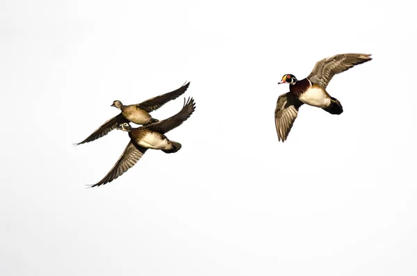Drei Waldenten Fliegen Auf Weißem Hintergrund — Stockfoto