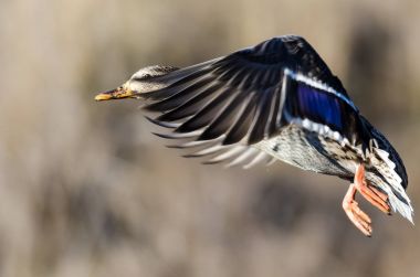 Uçuş için alma yeşilbaş ördek