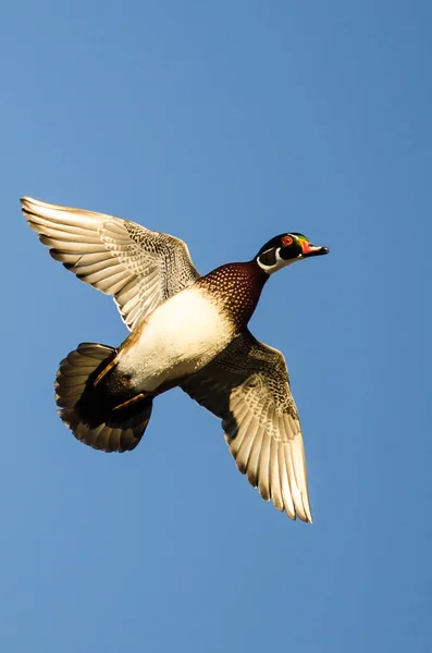 Lone Wood Duck Flying Blue Sky — Stock Photo, Image