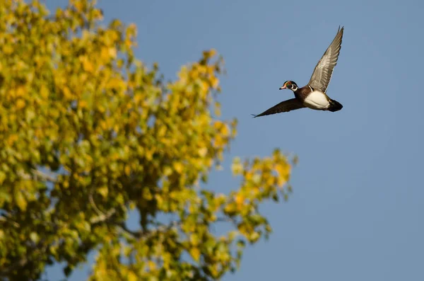 Einsame Waldenten Fliegen Einem Herbstbaum Vorbei — Stockfoto