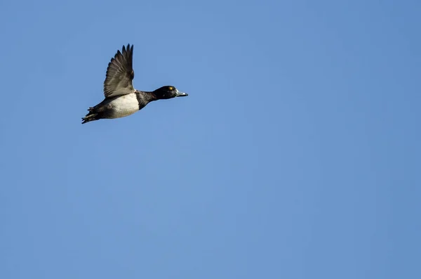 Pato Cuello Anular Volando Cielo Azul —  Fotos de Stock