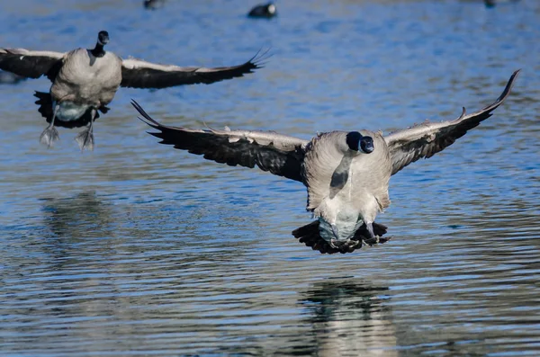 Canada Geese Landing Still Blue Pond Water — Stock Photo, Image