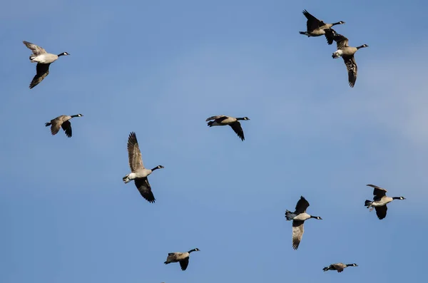 Whiffling Flock Canada Gäss Kommer För Landning Blå Himmel — Stockfoto