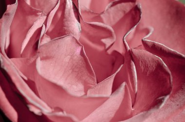 Doğa Özet: hassas Rose nazik kıvrımları kaybetti