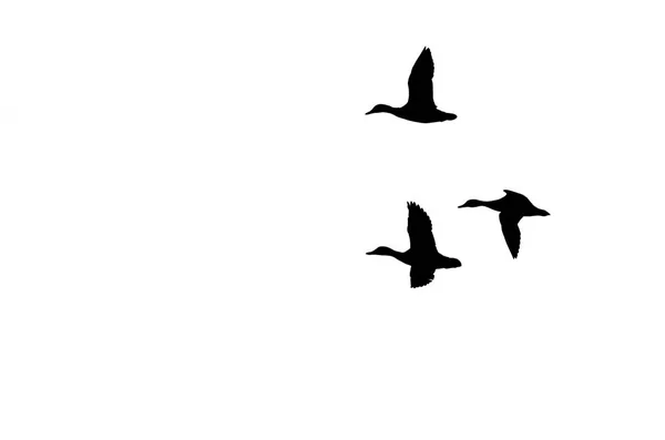 Ördek Onlar Uçarken Beyaz Bir Arka Plan Karşı Kontrast — Stok fotoğraf