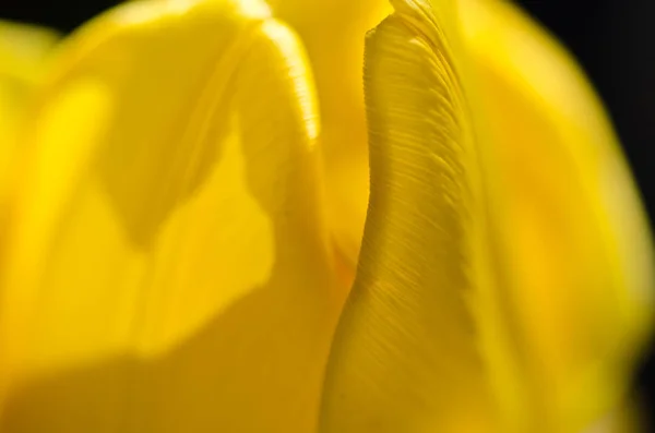 Nature Abstract Eingehüllt Die Goldenen Falten Der Gelben Tulpenblätter — Stockfoto