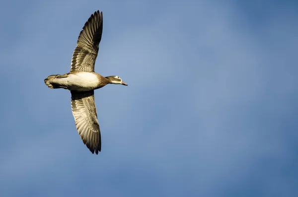 Wood Duck Flying Cloudy Sky — Stock Photo, Image