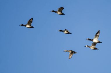 Yüzük - boyunlu mavi gökyüzünde uçan ördek sürüsü