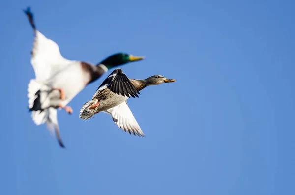 Stockenten Paar Fliegt Blauem Himmel — Stockfoto