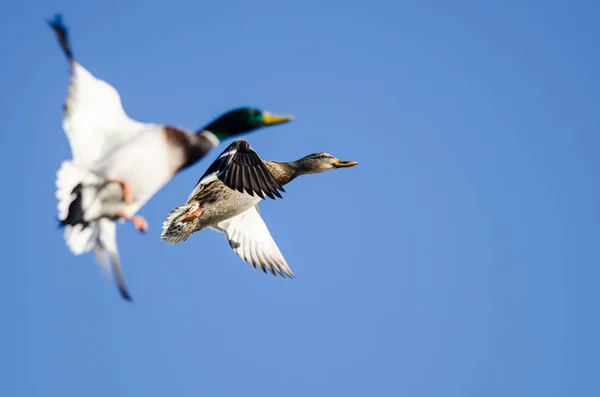 Coppia Anatre Domestiche Che Volano Cielo Blu — Foto Stock