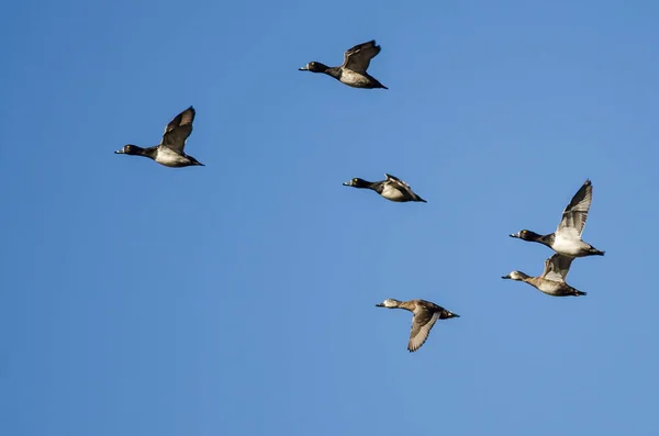 Flock Ring Necked Ducks Flying Blue Sky — Stock Photo, Image