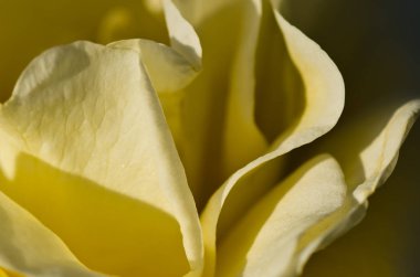 Doğa Özet: hassas Rose nazik kıvrımları kaybetti