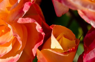 Doğa Özet: hassas Rose nazik kıvrımları kaybetti